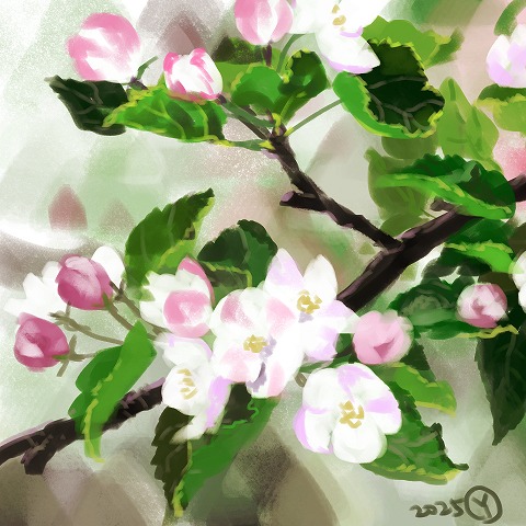 リンゴの花 by YUME 25/10/23